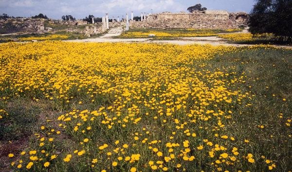 デイジーの花が満開のサラミス遺跡