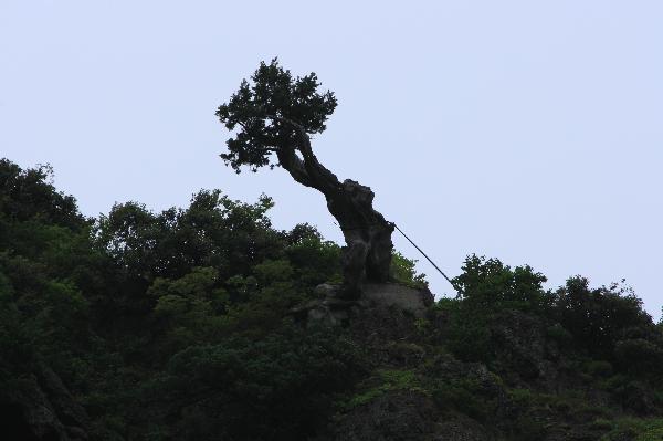 地球の島めぐり_韓国_鬱陵島_2千年の香りの木