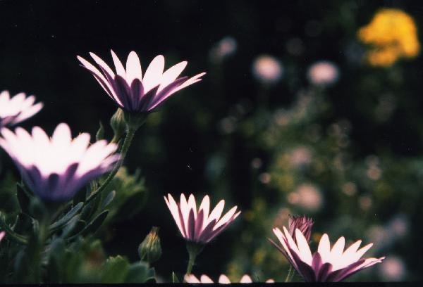 キプロス島_花3