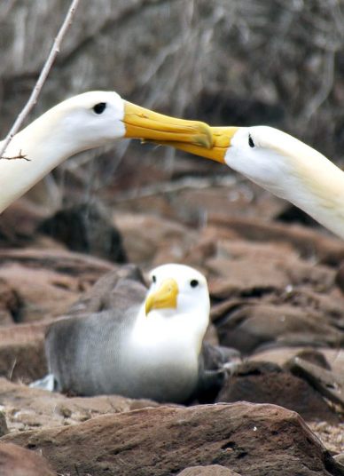 ガラパゴス諸島=Ⅱ