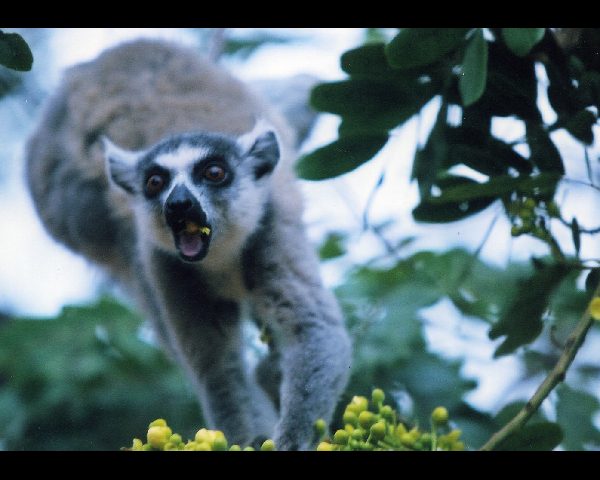 マダガスカル島