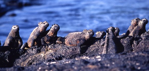 ガラパゴス諸島=Ⅱ