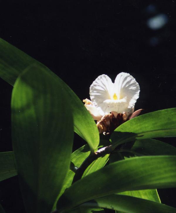 ニューカレドニア　イル･デ･パン島の花