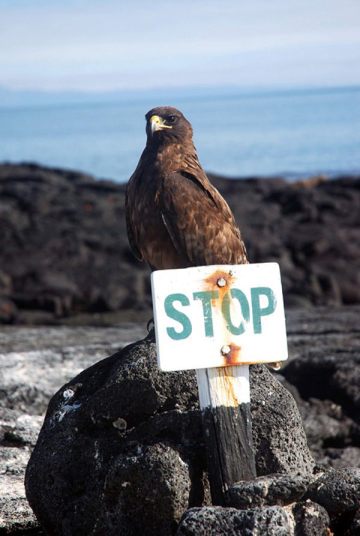 ガラパゴス諸島=Ⅱ