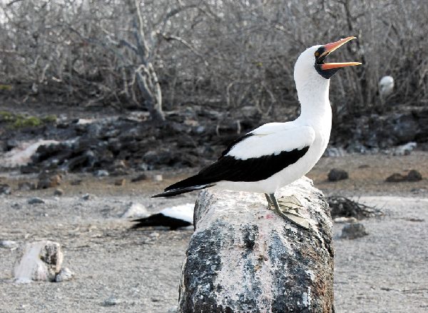 ガラパゴス諸島=Ⅱ