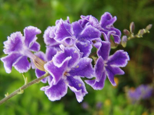 ニューカレドニア　イル･デ･パン島の花