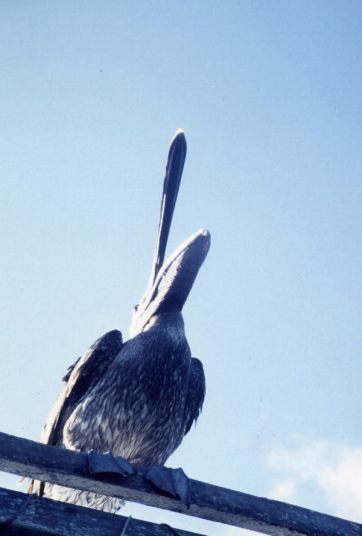 ガラパゴス諸島=Ⅱ