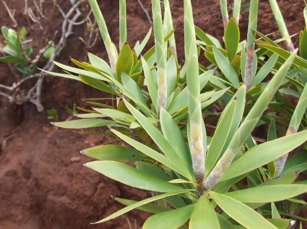 ニューカレドニア　イル･デ･パン島の植物