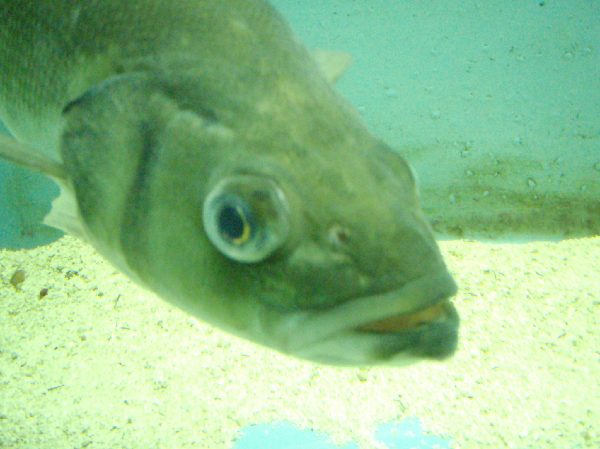 キプロス島_水族館