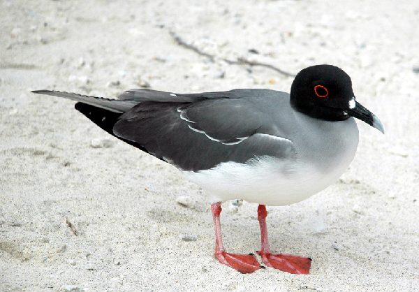 ガラパゴス諸島=Ⅱ