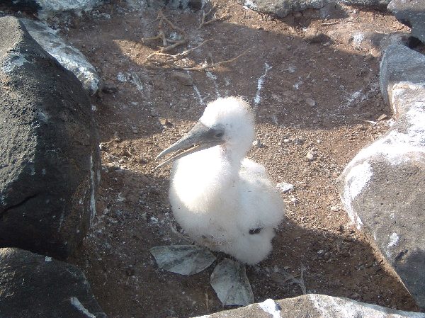 ガラパゴス諸島=Ⅱ