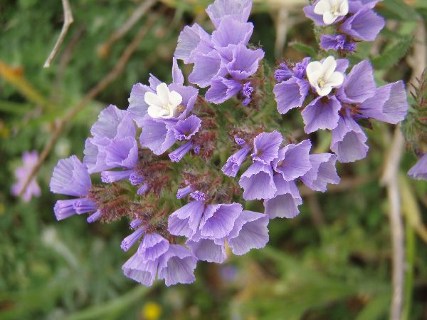 キプロス島_花3