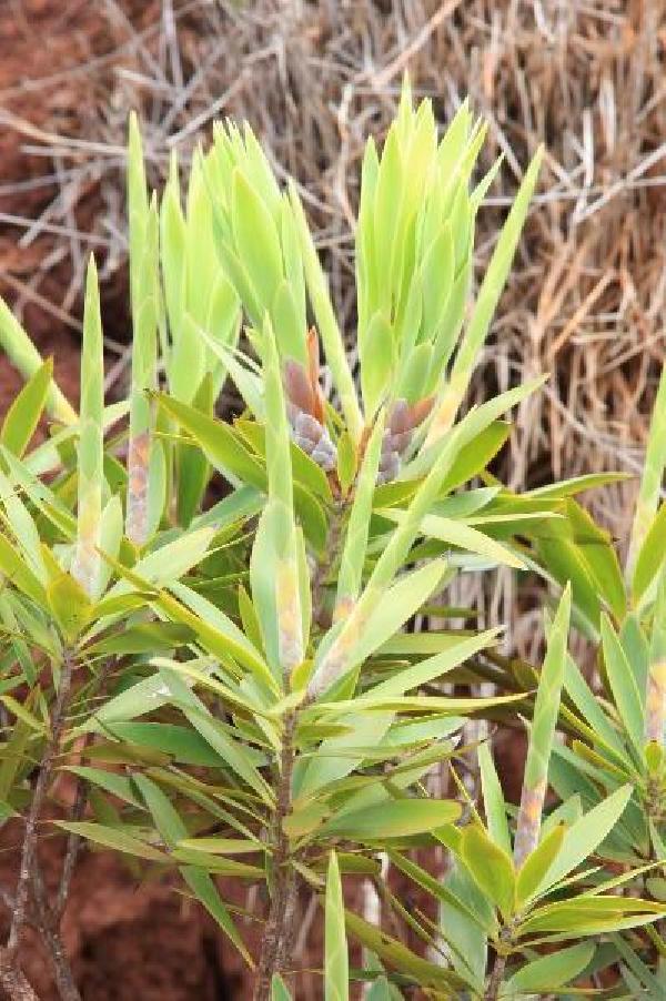 ニューカレドニア　イル･デ･パン島の植物