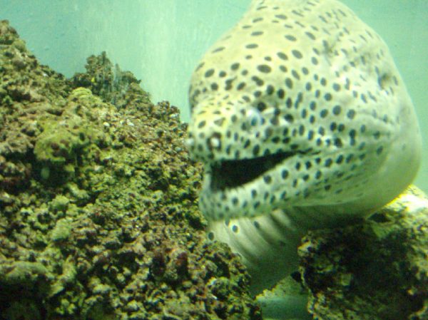 キプロス島_水族館