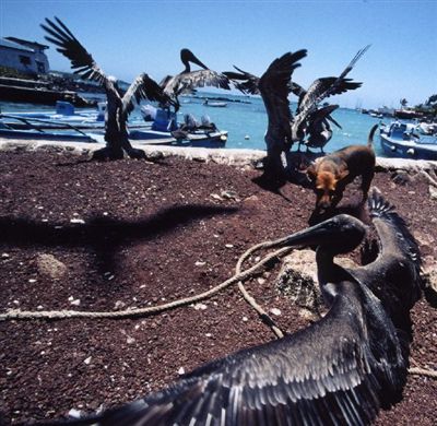 ガラパゴス諸島=Ⅱ