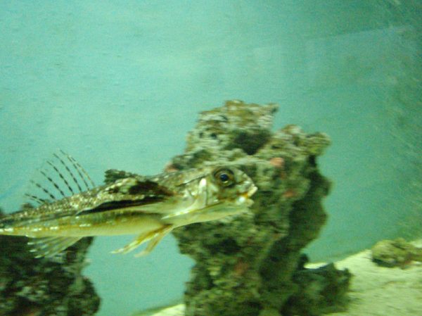 キプロス島_水族館