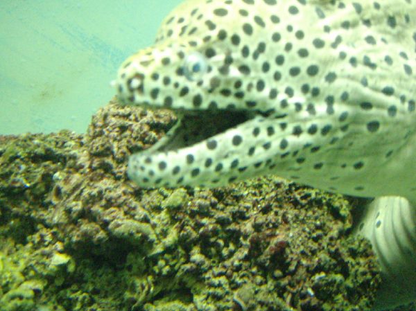 キプロス島_水族館