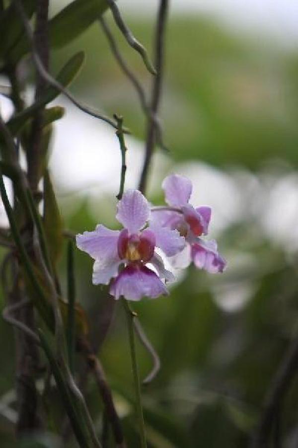 ニューカレドニア　イル･デ･パン島の花