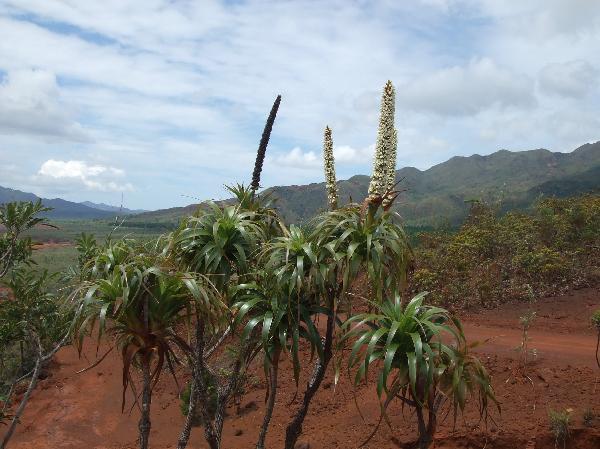 ニューカレドニア　イル･デ･パン島の植物