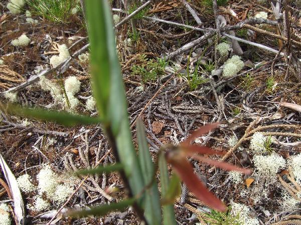 ニューカレドニア　イル･デ･パン島の植物