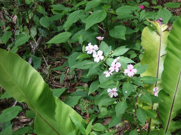 ニューカレドニア　イル･デ･パン島の花