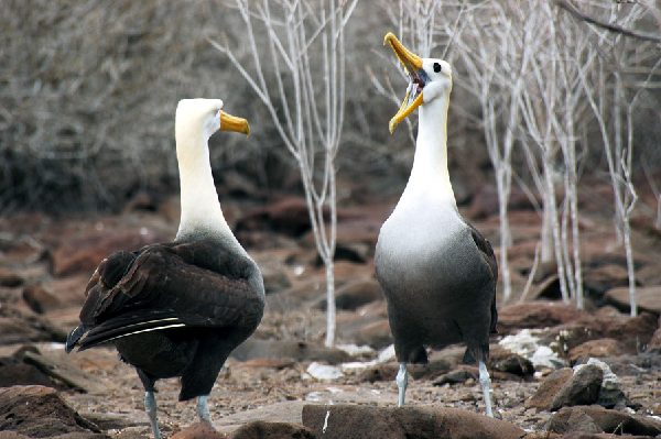 ガラパゴス諸島=Ⅱ