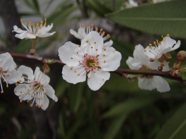 キプロス島_花3