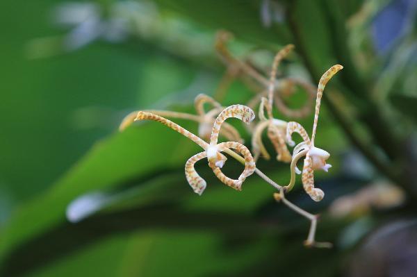 ニューカレドニア　イル･デ･パン島の植物