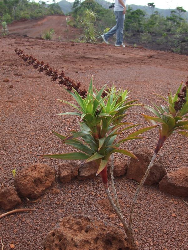 ニューカレドニア　イル･デ･パン島の植物