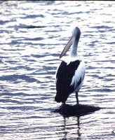 オーストラリア　カンガルー島