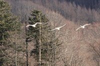 ロシア　サハリン島（樺太）　丹頂鶴