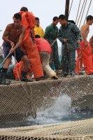 イタリア　サンピエトロ島　マグロ漁